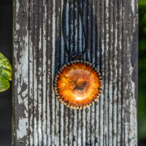 Wisiorek obszywany „MONIKA”