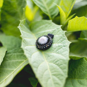 Wisiorek obszywany „KINGA”